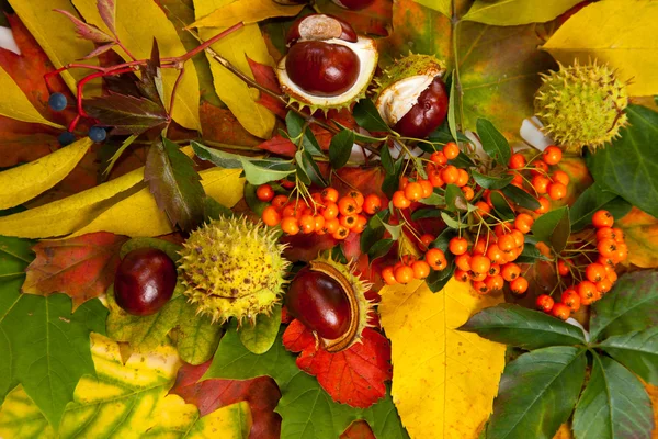 stock image Composition of autumn chestnuts and leaves