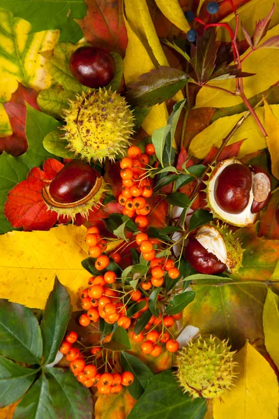 stock image Composition of autumn chestnuts and leaves