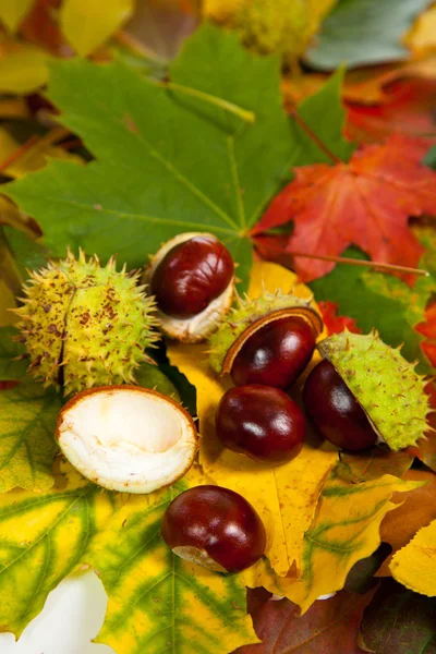Composición de castañas y hojas de otoño — Foto de Stock