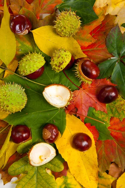 stock image Composition of autumn chestnuts and leaves