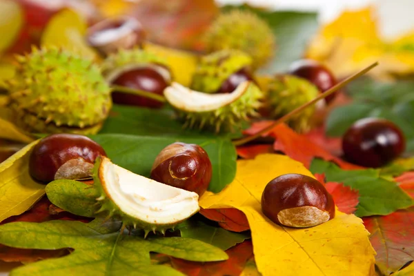 Composición de castañas y hojas de otoño — Foto de Stock