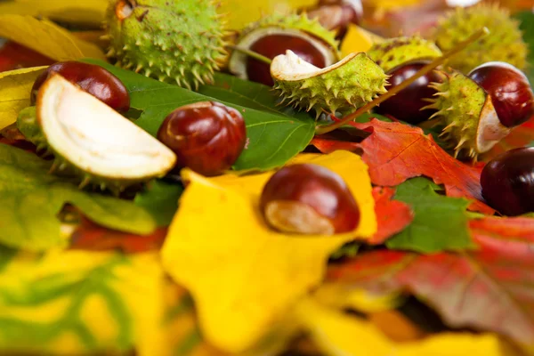 Stock image Composition of autumn chestnuts and leaves