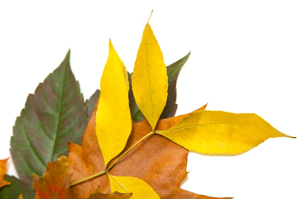 Composition des châtaignes et des feuilles d'automne — Photo