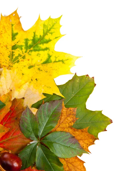 stock image Composition of autumn chestnuts and leaves