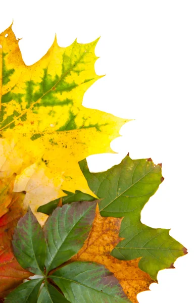 秋天栗子和叶的组成 — 图库照片
