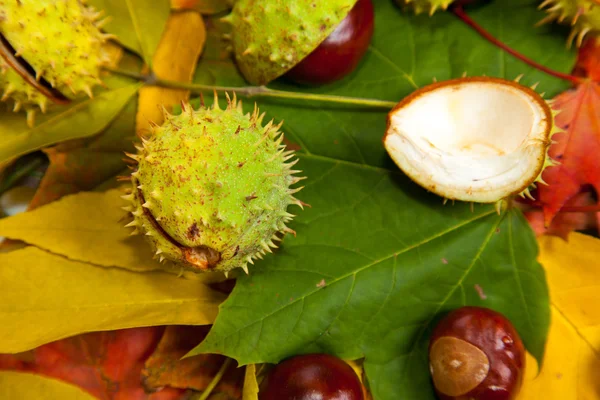 stock image Composition of autumn chestnuts and leaves