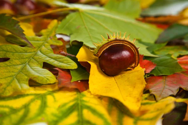 Zusammensetzung von Herbstkastanien und Blättern lizenzfreie Stockbilder