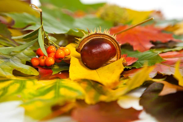 Zusammensetzung von Herbstkastanien und Blättern lizenzfreie Stockfotos