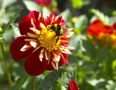 Dahlia ve yaban arısı