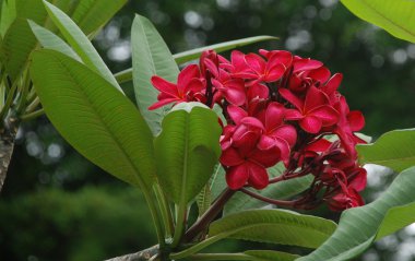 Kırmızı çiçek Plumeria