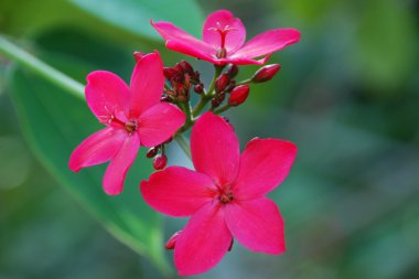 Pembe çiçek Jatropha integerrima