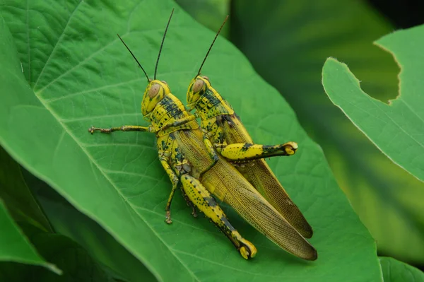 stock image Green grasshoppers