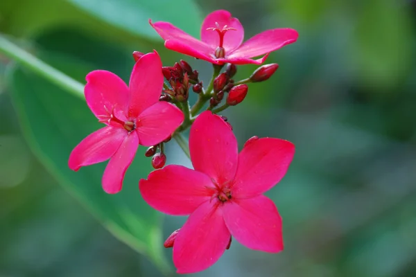 Stock image Pink flower Jatropha integerrima