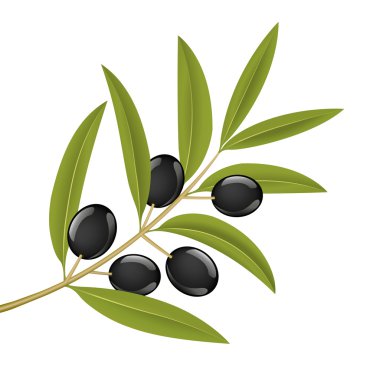Olive branch clipart