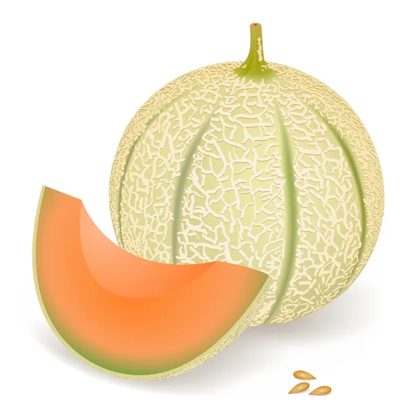Melon — Stock Vector
