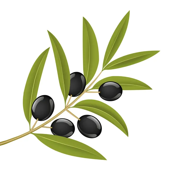 Olivová ratolest — Stockový vektor