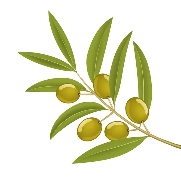 Olive branch — Stock Vector
