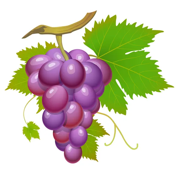 Lila szőlő — Stock Vector