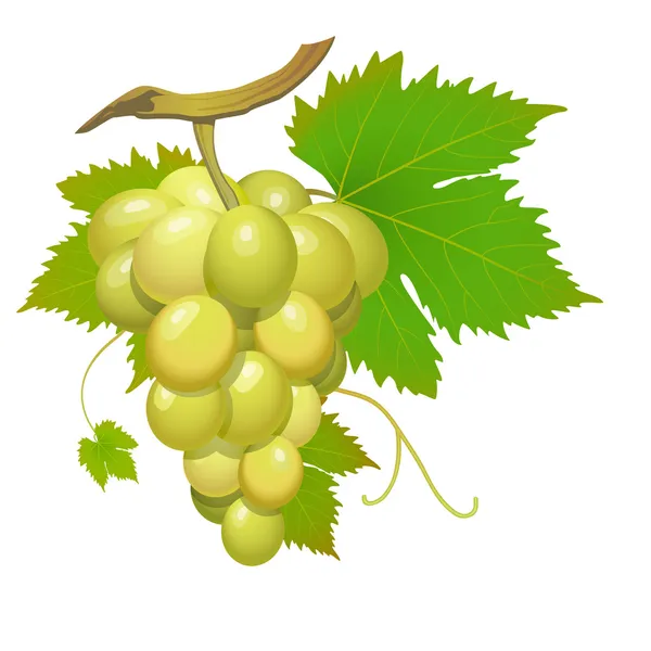 Біла винограду — стоковий вектор