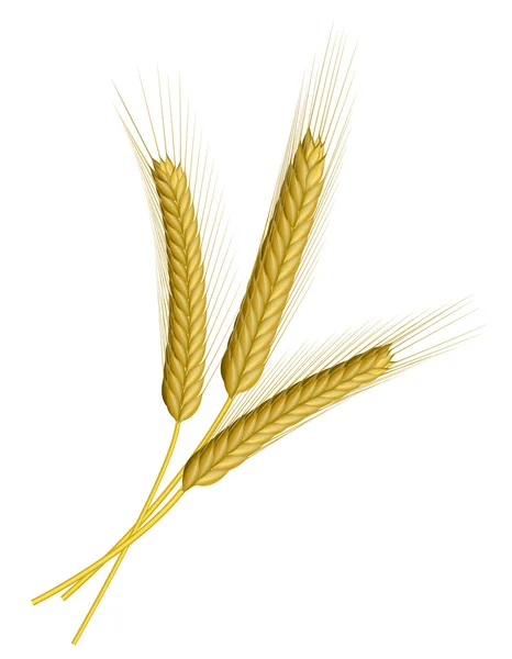 Pšenice izolovaná na bílé — Stockový vektor