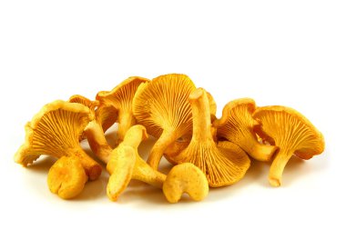 Chanterelles isolated clipart