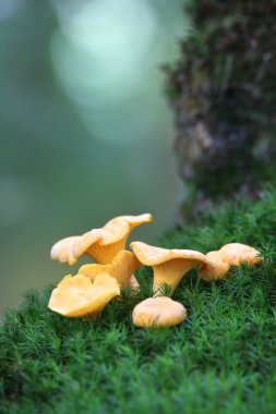 Chanterelles on the moss clipart