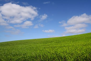 La colline verte