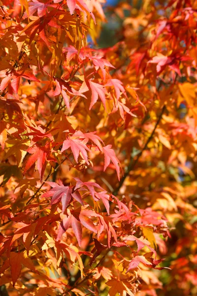 Japanese Maple Tree — Stock Photo, Image