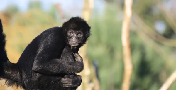 Macaco-aranha-preto-de-cara-preta da espécie ateles chamek