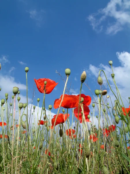 Poppies In A Field — Stock Photo, Image