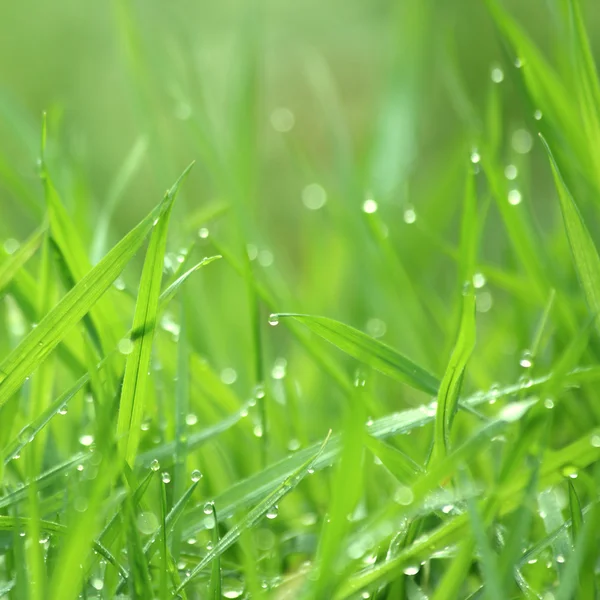 stock image Drippy grass