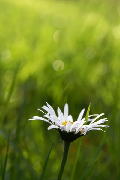 First daisy — Stock Photo, Image