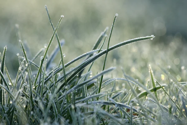 Herbe congelée — Photo