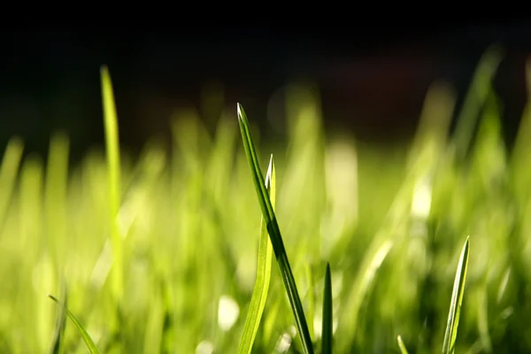 stock image Blurry grass blades