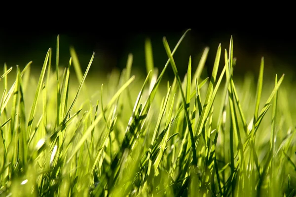 stock image Grass blades