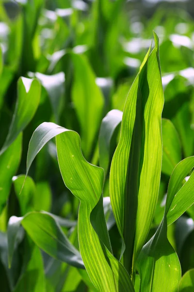 Growing corn — Stock Photo, Image