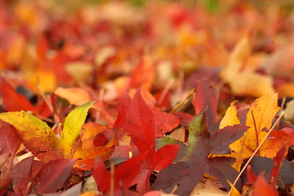 Maple Leaves — Stock Photo, Image