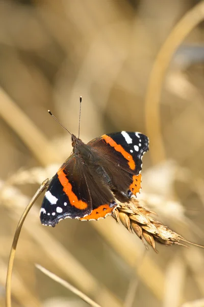 Red Admiral — Stock Photo, Image