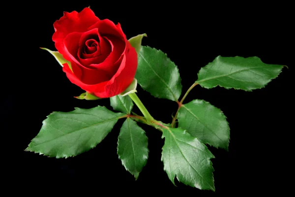 Czerwona róża izolowana na czarno — Zdjęcie stockowe