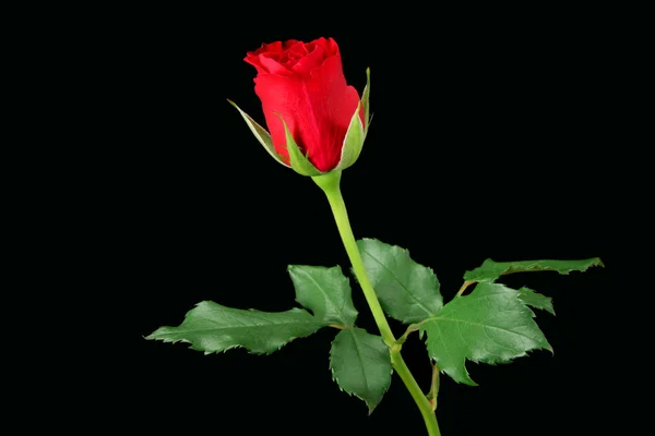 Červená růže izolovaná na černé — Stock fotografie