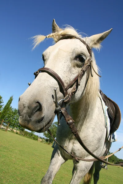 Opgezadeld paard — Stockfoto
