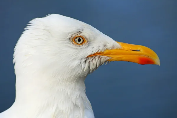 stock image Seagull profile