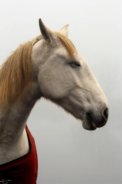 Ονειρεύεται άλογο — Φωτογραφία Αρχείου