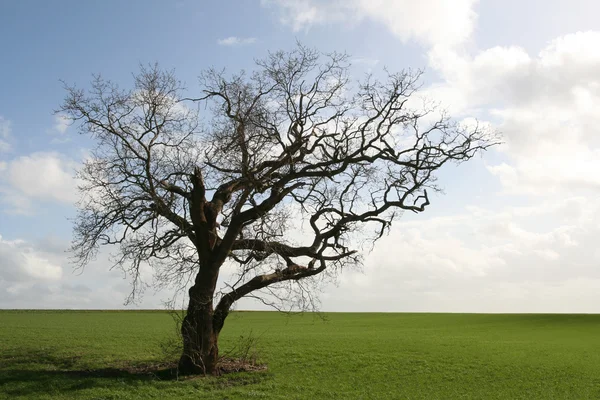 粗糙的老树 — 图库照片