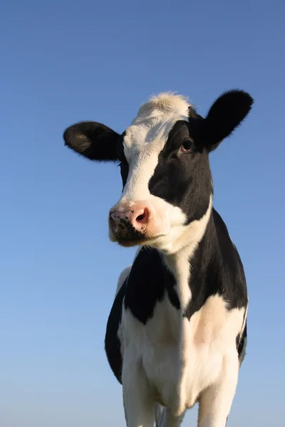 Vache atento — Fotografia de Stock