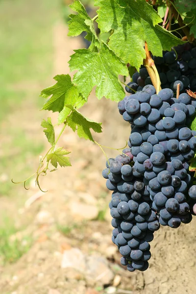 Black grapes detail — Stock Photo, Image