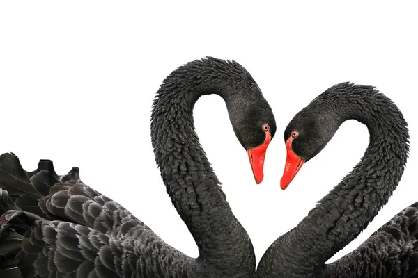 Чёрные лебеди — стоковое фото