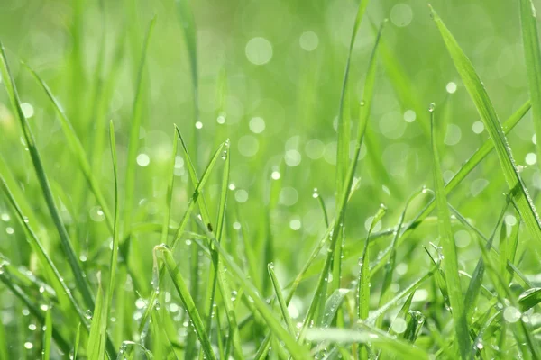 stock image Drippy grass