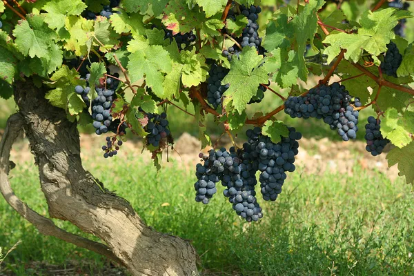 French winery — Stock Photo, Image