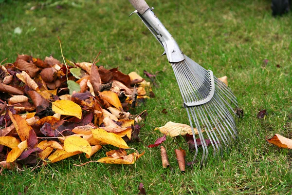 Raking the leaves — Stock Photo, Image